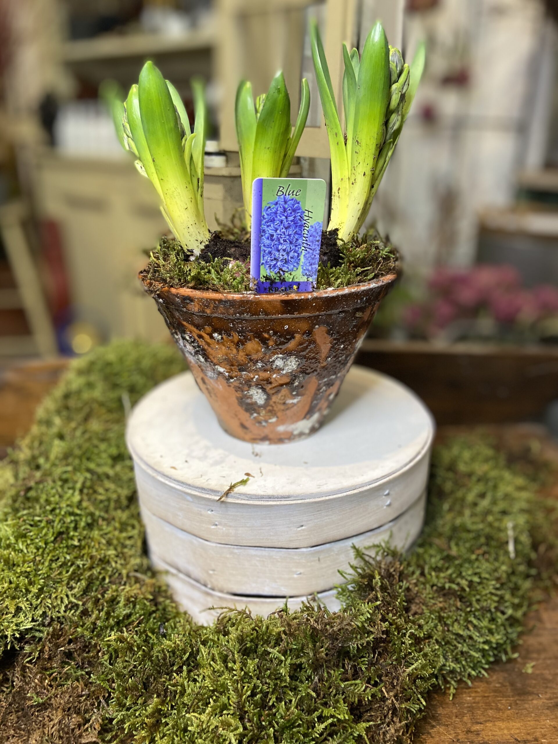 Hyacinths in Vintage Sap Pot