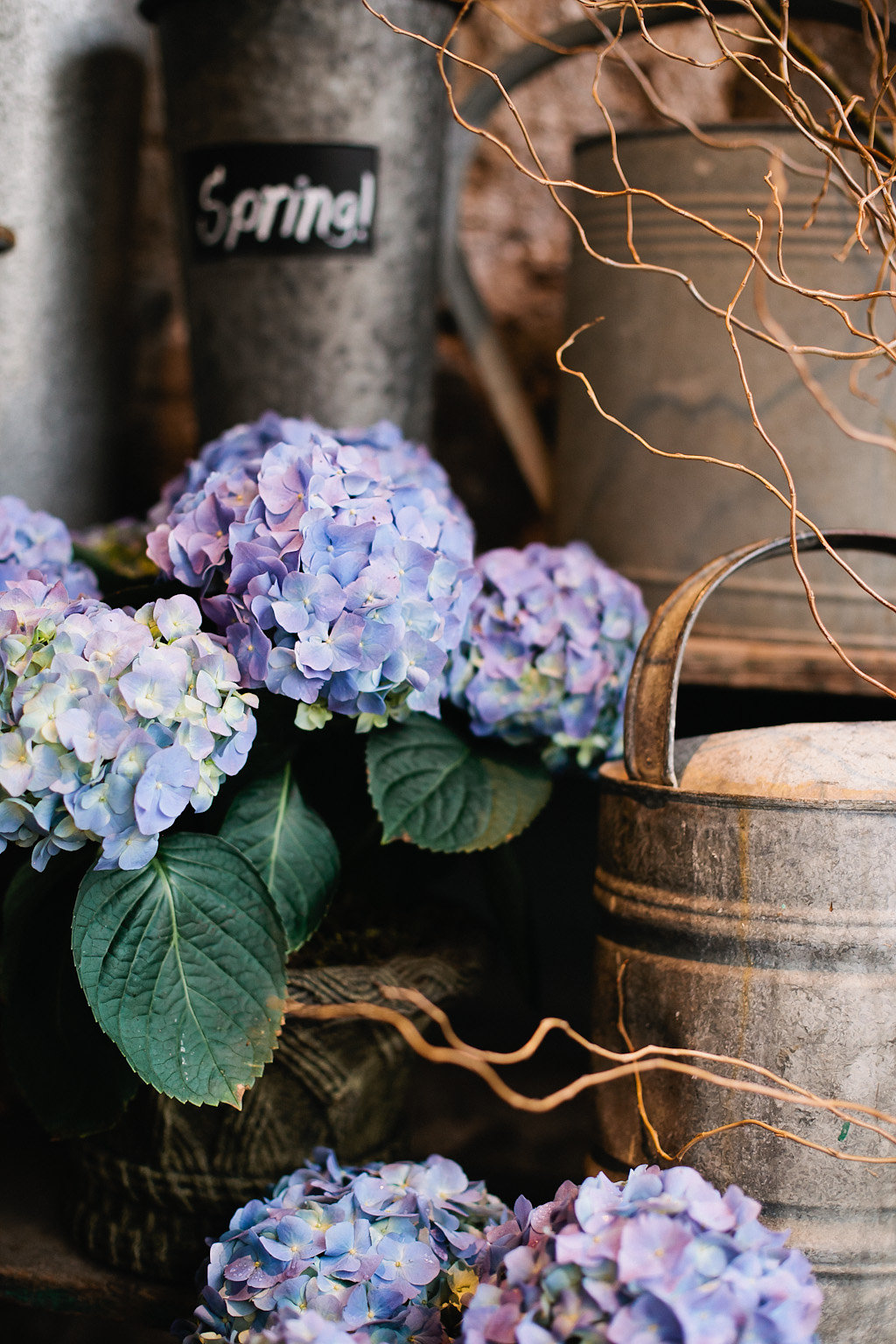 Hydrangea planter