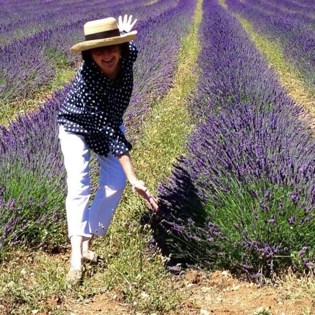 Lavender fields