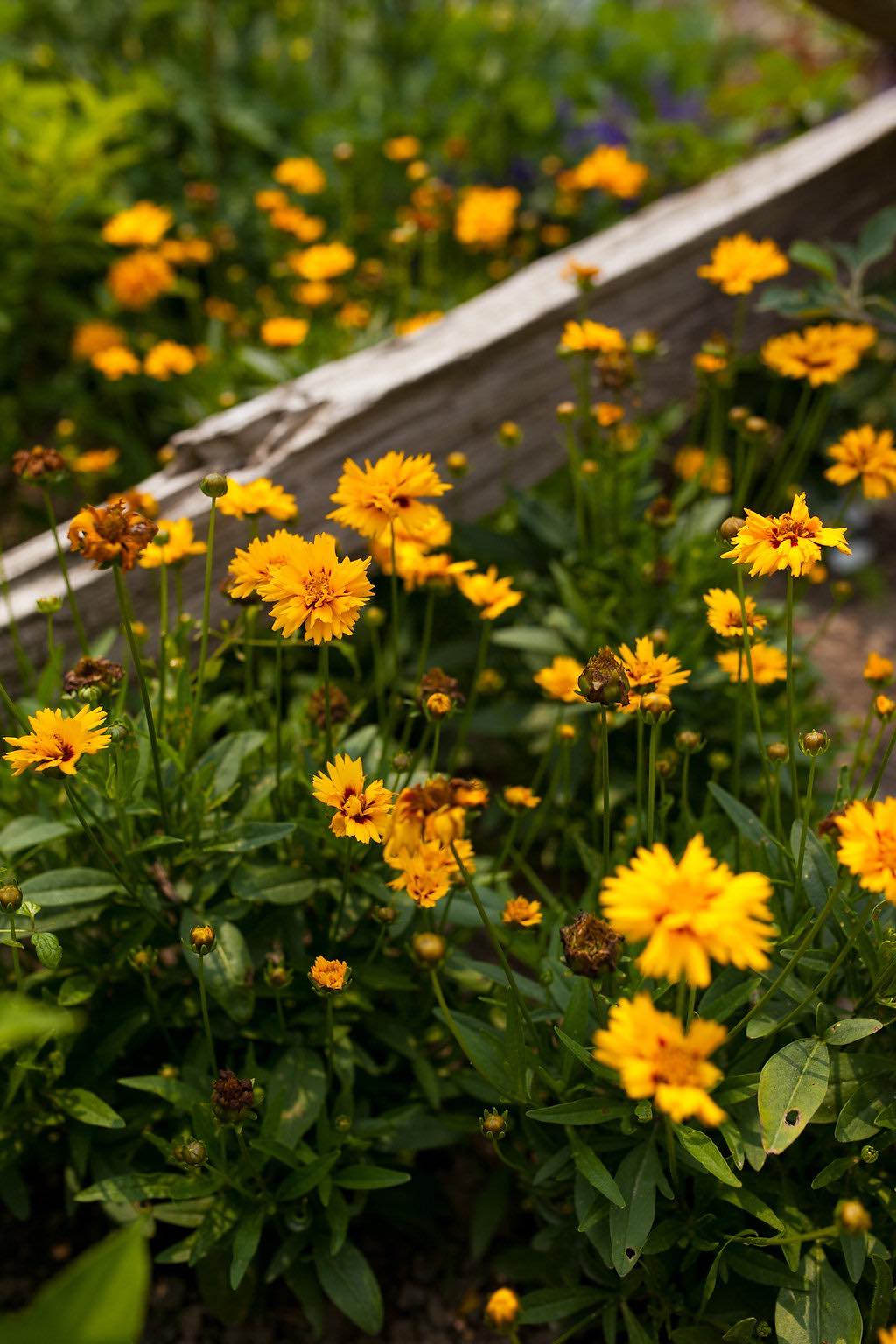 pretty flowers